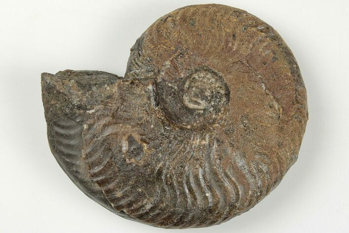 Iron Replaced Ammonite Fossil - Boulemane, Morocco #201294